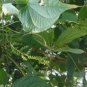 Dioscorea hamiltonii MOUNTAIN YAM Seeds FJ