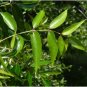 Zanthoxylum clava herculis TOOTHACHE TREE Seeds FJ