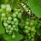 Vitis vinifera Chardonnay WINE GRAPE Seeds FJ