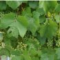 Vitis vinifera Chardonnay WINE GRAPE Seeds FJ
