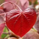 Cercis canadensis Forest Pansy RED LEAVED EASTERN REDBUD Tree Seeds FJ