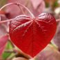Cercis canadensis Forest Pansy RED LEAVED EASTERN REDBUD Tree Seeds FJ