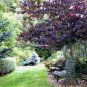 Cercis canadensis Forest Pansy RED LEAVED EASTERN REDBUD Tree Seeds FJ