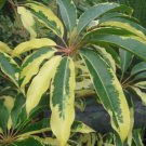 Schefflera pueckleri / Tupidanthus calyptratus MALLET FLOWER TREE Seeds FJ