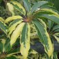 Schefflera pueckleri / Tupidanthus calyptratus MALLET FLOWER TREE Seeds FJ