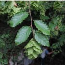 Carpinus orientalis ORIENTAL HORNBEAM TREE Seeds FJ