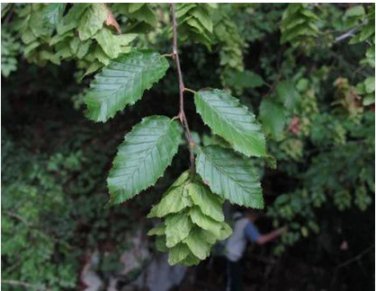 Carpinus orientalis ORIENTAL HORNBEAM TREE Seeds FJ