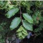 Carpinus orientalis ORIENTAL HORNBEAM TREE Seeds FJ