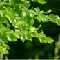 Carpinus orientalis ORIENTAL HORNBEAM TREE Seeds FJ