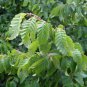 Carpinus orientalis ORIENTAL HORNBEAM TREE Seeds FJ
