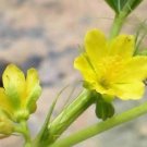 Corchorus olitorius NALTA JUTE Yellow flowers SEEDS FJ
