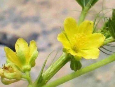 Corchorus olitorius NALTA JUTE Yellow flowers SEEDS FJ