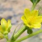 Corchorus olitorius NALTA JUTE Yellow flowers SEEDS FJ