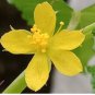 Corchorus olitorius NALTA JUTE Yellow flowers SEEDS FJ