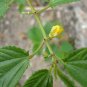 Corchorus olitorius NALTA JUTE Yellow flowers SEEDS FJ