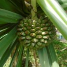 Wallichia oblongifolia DWARF WALLICHS HIMALAYAN PALM Seeds FJ