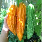 Mormordica charantia BITTER MELON Seeds FJ