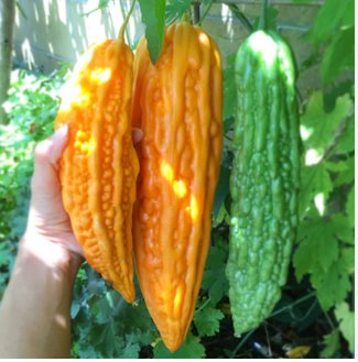 Mormordica charantia BITTER MELON Seeds FJ