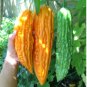 Mormordica charantia BITTER MELON Seeds FJ