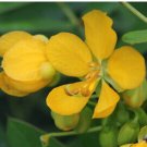 Cassia occidentalis COFFEE SENNA Yellow flowers SEEDS FJ