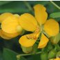 Cassia occidentalis COFFEE SENNA Yellow flowers SEEDS FJ