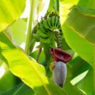 Musa argentii RARE HARDY BANANA Exotic Seeds FJ