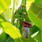 Musa argentii RARE HARDY BANANA Exotic Seeds FJ