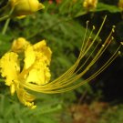 Caesalpinia pulcherrima YELLOW BIRD OF PARADISE SHRUB Seeds FJ