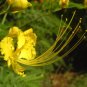 Caesalpinia pulcherrima YELLOW BIRD OF PARADISE SHRUB Seeds FJ