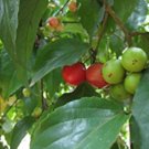 Flacourtia jangomas INDIAN COFFEE PLUM TREE Seeds FJ