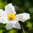 Romneya coulteri PERENNIAL Seeds FJ