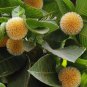 Neolamarckia cadamba BUR FLOWER TREE Exotic Seeds FJ
