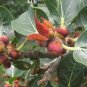 Ficus rumphii UNIQUE TREE Exotic Seeds FJ
