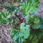 Rheum rhabarbarum Victoria RHUBARB Seeds FJ