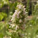 Nepeta cataria CATNIP Fragrant Leaves Seeds FJ