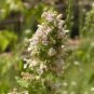 Nepeta cataria CATNIP Fragrant Leaves Seeds FJ