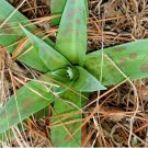 Manfreda virginica Hardy Exotic SEEDS FJ