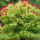 Bixa orellana LIPSTICK TREE Seeds FJ