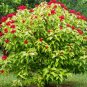 Bixa orellana LIPSTICK TREE Seeds FJ
