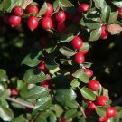 Cotoneaster divaricatus SPREADING COTONEASTER Shrub Seeds FJ