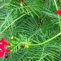 Ipomoea quamoclit CYPRESS VINE Seeds FJ