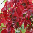 Parthenocissus quinquefolia VIRGINIA CREEPER VINE Seeds FJ