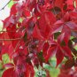 Parthenocissus quinquefolia VIRGINIA CREEPER VINE Seeds FJ