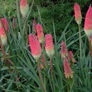 Kniphofia uvaria RED HOT POKER Seeds FJ