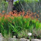 Chasmanthe floribunda AFRICAN FLAG Seeds FJ