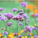 Verbena bonariensis TALL VERBENA Seeds FJ