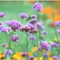 Verbena bonariensis TALL VERBENA Seeds FJ