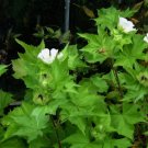 Kitaibelia vitifolia CHALICE FLOWER Seeds FJ