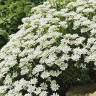 Iberis sempervirens PERENNIAL CANDYTUFT Seeds FJ