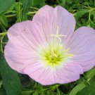 Oenothera speciosa SHOWY PRIMROSE Seeds FJ